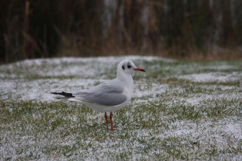 Mouette dans la neige.jpg